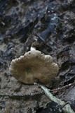 Lactarius subplinthogalus image