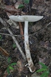 Amanita sect. Vaginatae image