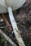 Amanita sect. Vaginatae image