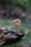 Gymnopus subnudus image