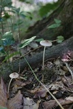 Xerula megalospora image