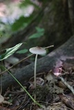 Xerula megalospora image