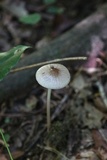 Xerula megalospora image