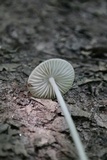 Xerula megalospora image