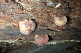 Callistosporium purpureomarginatum image