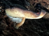 Callistosporium purpureomarginatum image