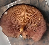 Callistosporium purpureomarginatum image