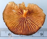 Callistosporium purpureomarginatum image