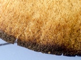 Callistosporium purpureomarginatum image