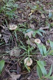 Lactarius subplinthogalus image