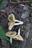 Lactarius subplinthogalus image