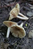 Lactarius subplinthogalus image