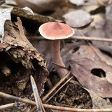 Lactarius camphoratus image
