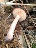 Lactarius camphoratus image