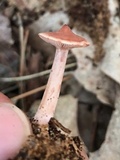 Lactarius camphoratus image