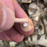 Lactarius camphoratus image