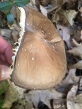 Oudemansiella furfuracea image