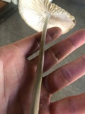 Oudemansiella furfuracea image