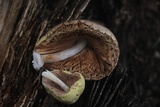 Volvariella bombycina var. flaviceps image