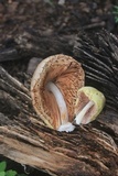 Volvariella bombycina var. flaviceps image
