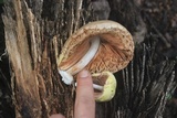Volvariella bombycina var. flaviceps image