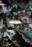 Gyroporus castaneus image