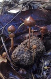 Psilocybe alutacea image