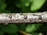 Diatrypella favacea image