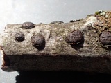 Diatrypella favacea image