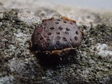 Diatrypella favacea image