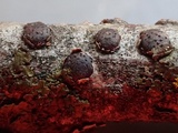 Diatrypella favacea image