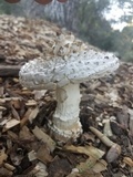 Amanita magniverrucata image