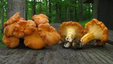 Cantharellus lateritius image