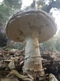Amanita magniverrucata image