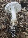 Amanita magniverrucata image