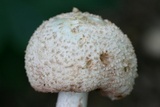 Amanita daucipes image