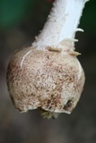 Amanita daucipes image