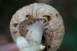 Amanita daucipes image