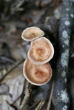 Clitocybe gibba image