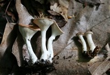 Clitocybe gibba image