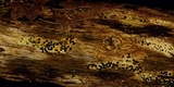 Rosellinia subiculata image