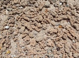 Aspicilia vagans image