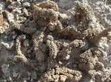 Aspicilia vagans image