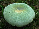 Russula parvovirescens image