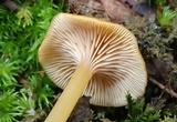 Entoloma unicolor image