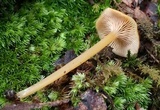 Entoloma unicolor image
