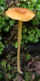 Entoloma unicolor image