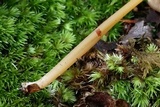 Entoloma unicolor image