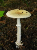 Amanita praecox image