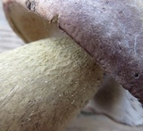 Tylopilus rubrobrunneus image